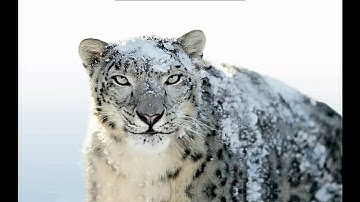 VMware Snow Leopard(OS X 10.6.7) Pre-Installed : Change Language