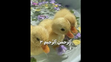 سوره الفاتحه/يوسف الصقير#القرآن_الكريم #قرآن #اكسبلور #ستوريات #comedy #راحة_نفسية