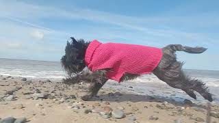 Affenpinchers have FUN along the seafront at Thornton  Cleveleys