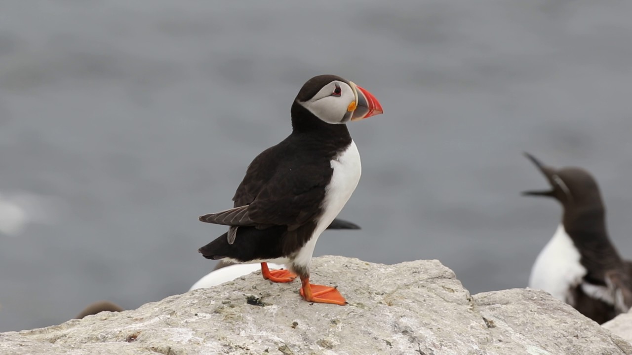 1 frailecillo Atlántico / atlantic puffin