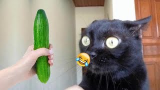 New Funny Animals🤣🦮Best Funny Dogs and Cats Videos Of The Week😙#6