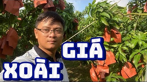 Giá xoài Đài Loan và cát hòa Lộc, cát chu ngày 4 tháng 8, 2025