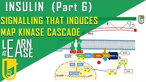 Insulin  (Part 6) Signalling that induces Growth by MAP kinase pathway