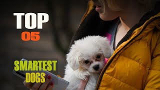 Top 5 smartest dog breeds in the world.❤❤❤ by Anim_Kin 179 views 11 months ago 5 minutes, 31 seconds