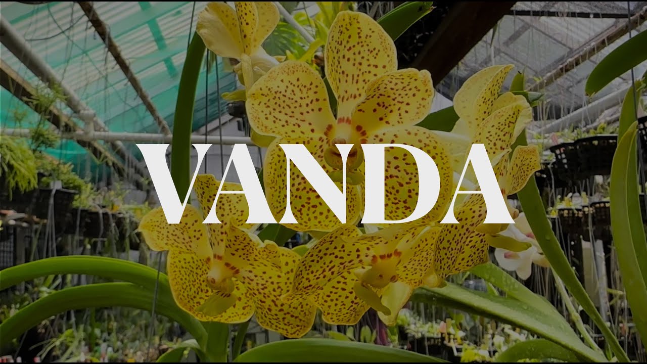 Vanda Care Guide