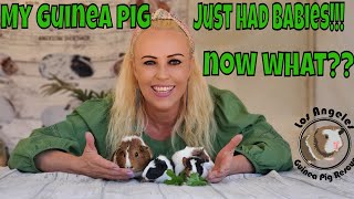 My Guinea Pig Just Had Babies!! Now What???  EVERYTHING YOU NEED TO KNOW!!!!