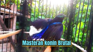 Kolibri ninja gacor Brutal masteran kasar