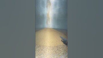 Soybeans going into the grain bin. #farming