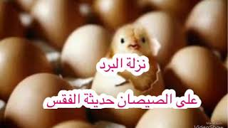 علاج نزلة البرد للصيصان حديثة الفقس