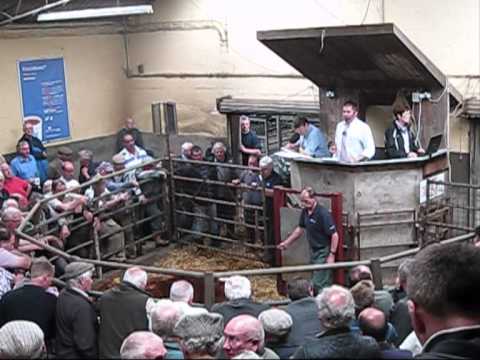 abergavenny livestock market days