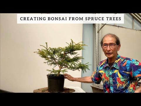 वीडियो: स्प्रूस बोन्साई: नीले और सामान्य स्प्रूस बोन्साई का निर्माण। कैनेडियन स्प्रूस ग्लायका कोनिक से बोन्साई कैसे बनाएं? गमले या बगीचे में बोन्साई कैसे उगाएं?