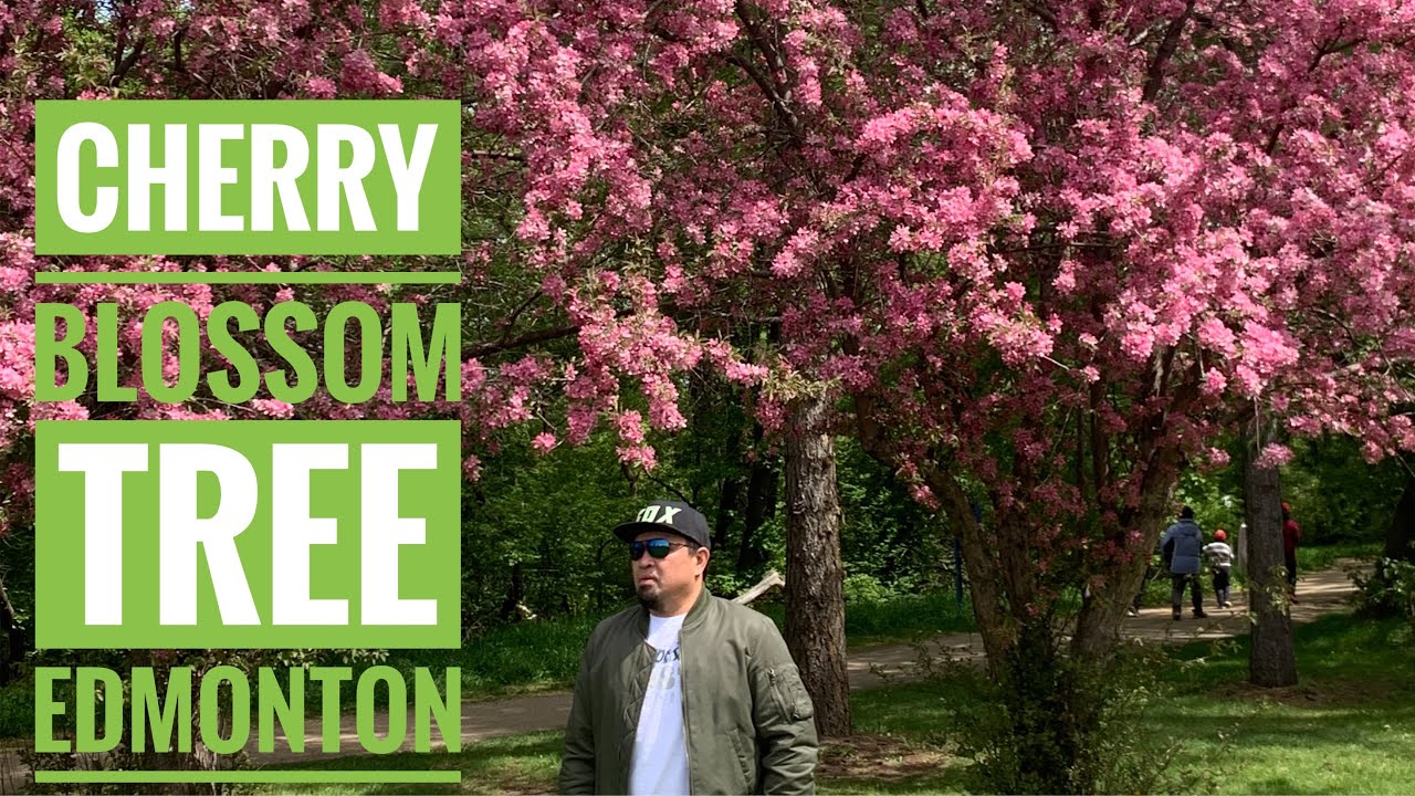AMAZING EDMONTON'S CHERRY BLOSSOM TRESS I CANNOY YouTube