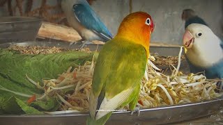 Lovebird House: Early January 2026