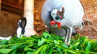 Guenia fowl and little rabbits playing grass in village mini zoo