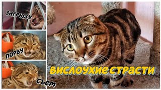 Вислоухие страсти. как сейчас себя ведёт вислоухий котик Отто.