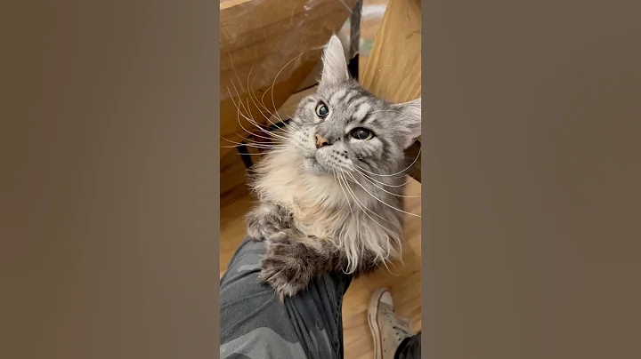 Video 7017681: fluffy polydactyl mainecoon cat, silver polydactyl mainecoon cat, big fluffy mainecoon cat, cute fluffy mainecoon cat, cat brush, cat old