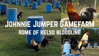 Johnnie Jumper GameFarm | Home Of Kelso Bloodline