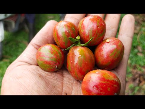 Video: Cara Memetik Tomato Ceri