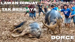 Petarung Terbaik Dan Disegani Pada Masanya / Tedong Silaga / Adu Kerbau / Buffalo Fight