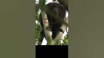 Sound of HOWLER MONKEY Howling 🙉 | Alouatta Sound