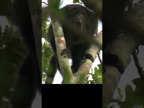 Video: Majmuni Howler: përshkrimi i primatëve dhe kuptimi i thirrjeve të tyre