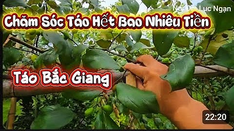 CHĂM SÓC TÁO HẾT BAO NHIÊU TIỀN I NÚI ĐỒI LỤC NGẠN
