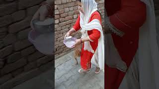 dog lover dog feeding dog vlog dog routine #dogs #dogcare #pets #catshorts #dogshorts #petshorts
