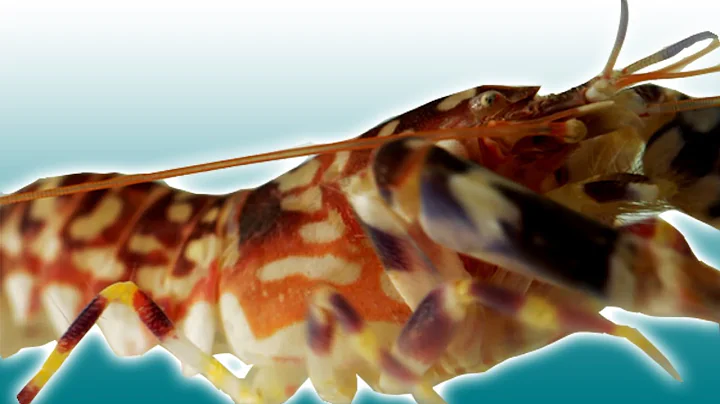 Slow Motion Pistol Shrimp Attack Hits 4000%C! | Slow Mo | Earth Unplugged - DayDayNews