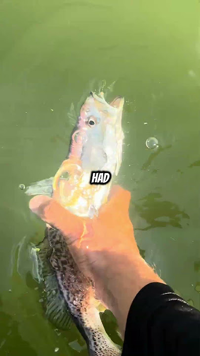 Fishing for The Elusive Long Island Weakfish! #fishingtechniques #fish #fishing