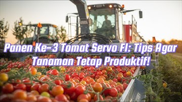 Panen Ke-3 Tomat Servo F1: Tips Agar Tanaman Tetap Produktif!