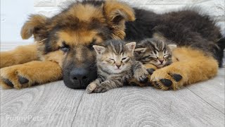 Aww! German shepherd puppy cuddles with two kittens 🥰 by Funny Pets 5,151 views 11 months ago 1 minute, 9 seconds