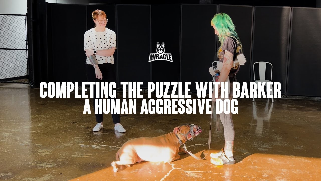Completing The Puzzle With Barker: A Human Aggressive Dog