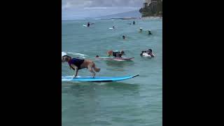 Dogs Surfing during a Competition