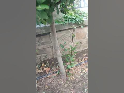 Лавровый куст. - YouTube