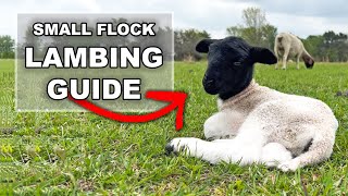 BEGINNER GUIDE TO LAMBING ON PASTURE | Dorper Sheep Farming in Texas Raising Dorper Lambs for Profit