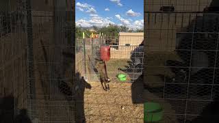Unbelievable Baby Goat Parkour Skills!
