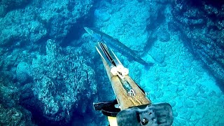 Spearfishing | Catch one by one