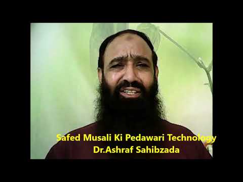 Safed Musali Ki Pedawari Technology Dr Ashraf Sahibzada سفید موصلی فوائدوکاشت