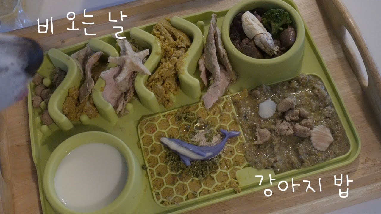 비오는 날 빗 소리 들으며 강아지 밥 차리기 (노더빙/ASMR)