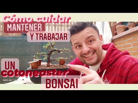 Video: Recortar ramas de cotoneaster: aprenda a podar plantas de cotoneaster