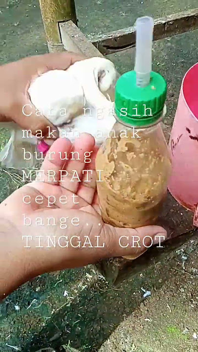 CARA NGASIH MAKAN ANAK BURUNG MERPATI