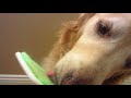 Golden retriever with stinky breath licking orapup dog tongue cleaner brush  asmr  8 minutes long