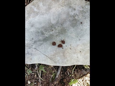 Rudiger Roll Dung - How to make fire with Rabbit Poo - Fire Roll Friction Fire natural surfaces