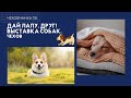 Выставка домашних животных-2022 в Чехове // Чеховчанка. ТВ