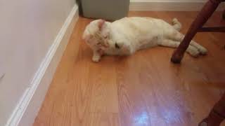 Simba vs a Beetle 2