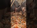 Dinnertime 🧑🍳