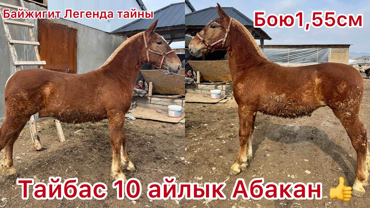 Байжигит Легенда тайы Маа Шаа Аллах тай учун лайк 👍 