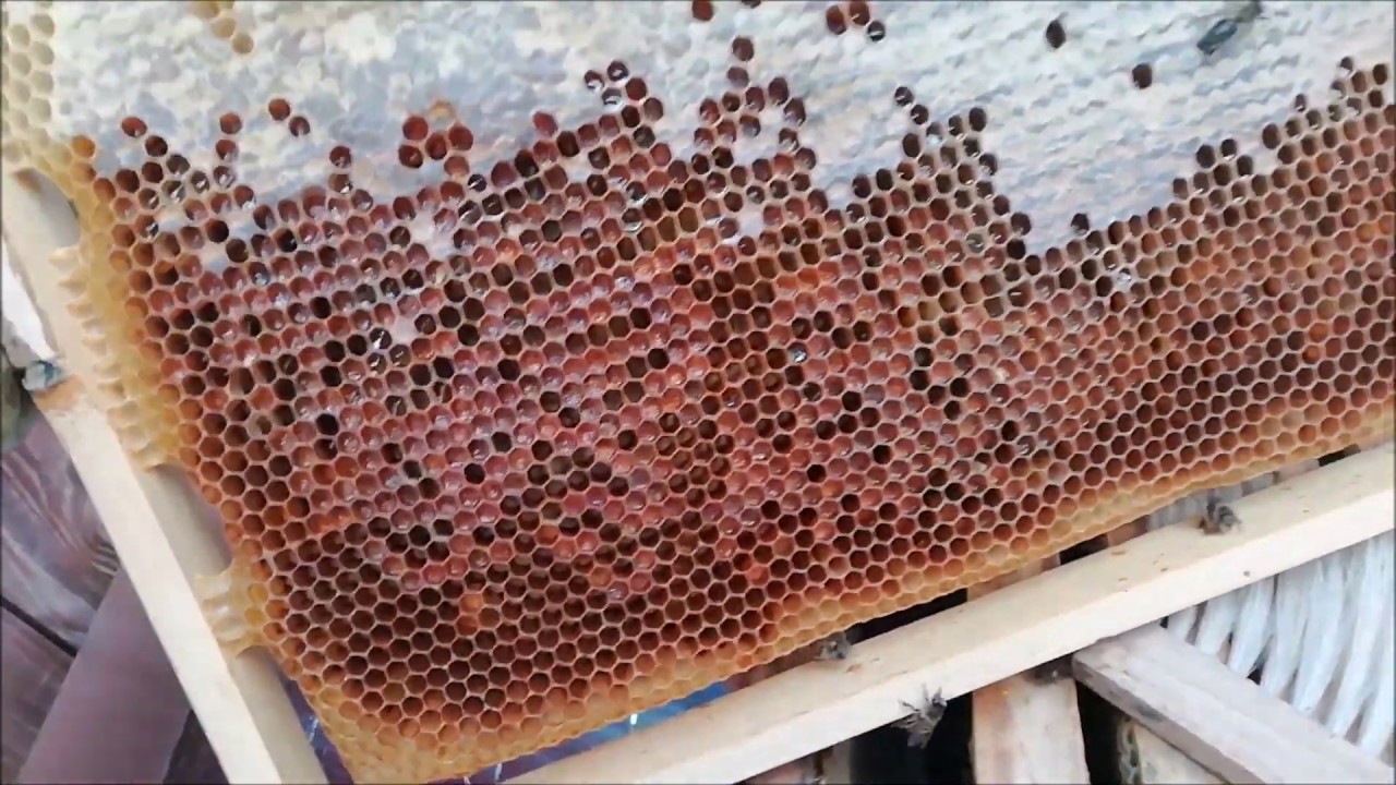 Jak Zakrmovat včely?