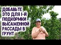 ДОБАВЬТЕ ЭТО в 1-ю подкормку высаженной рассады в грунт. Уникальный полив стимулирует активный рост