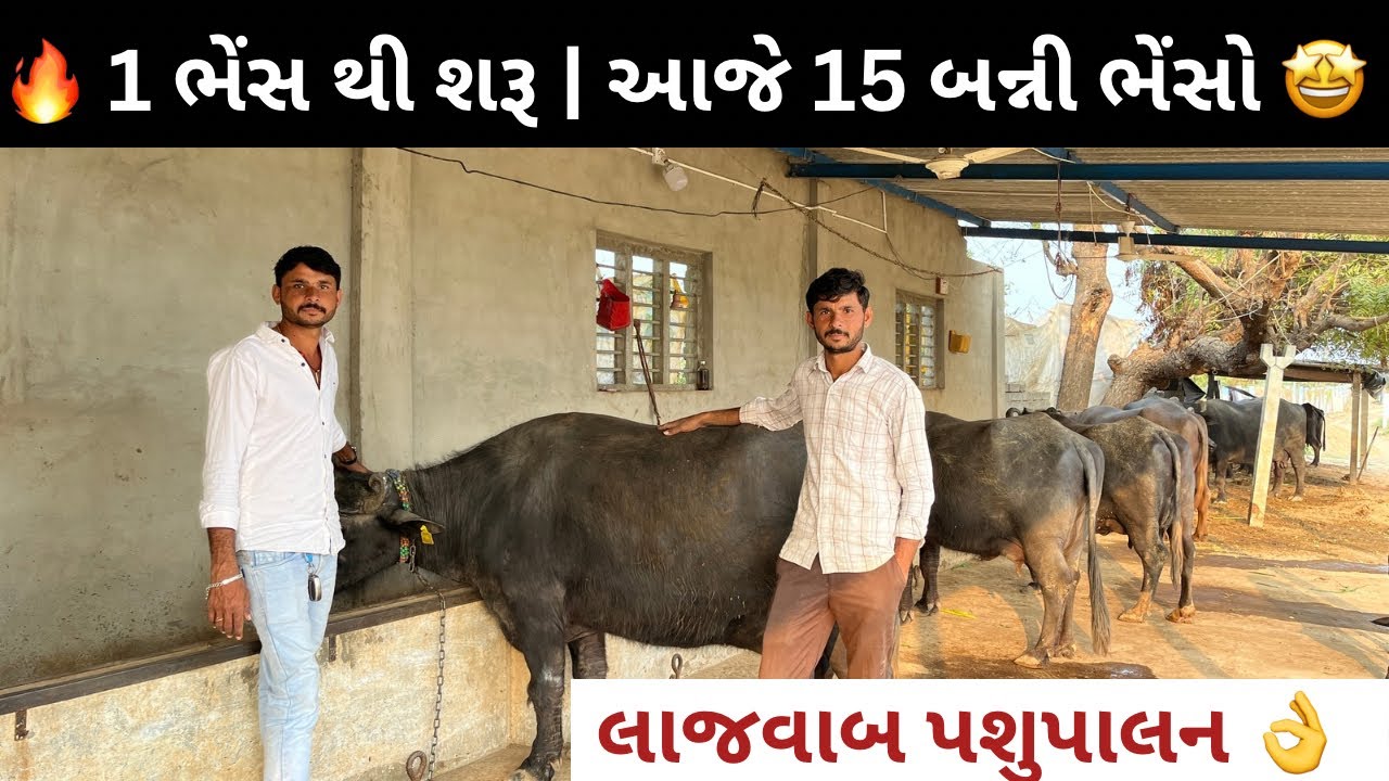1 ભેંસ થી 15 બન્ની ભેંસો સુધી 🤔 | વાવ બનાસકાંઠા નો સફળ પશુપાલક 😍 | 50% નફો 💰